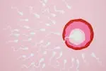 sperm
